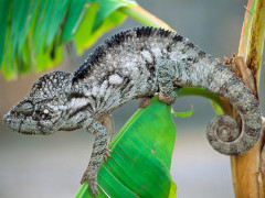 Large male oustalets chameleon in Zombitse National Park, Madagascar.
