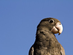 Lesser vasa in Madagascar