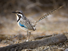 Long-tailed ground roller in Spiny Forest, Madagascar.