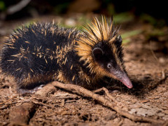 Lowland streaked tenrec in Madagascar.