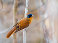 Madagascar paradise flycatcher