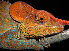 Male cryptic chameleon in Madagascar