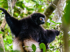 Milne-Edwards' sifaka in Madagascar