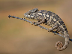 Oustalet's chameleon in Madagascar