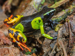Painted mantella frog in Madagascar.