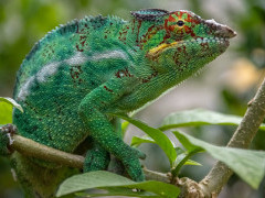 Parson's chameleon in Madagascar