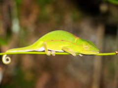 Perinet chameleon in Andasibe-Mantadia National Park, Madagascar
