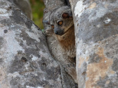 Randrianasolo's sportive lemur in Madagascar