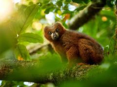 Red-bellied lemur in Madagascar