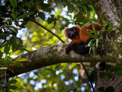 Red-ruffed lemur in Masoala National Park.