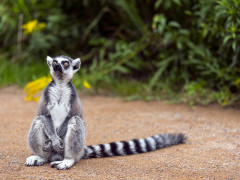 Ring-tailed lemur in Madgascar