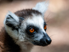 Ring-tailed lemur in Madagascar