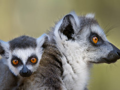 Ring-tailed lemur in Madagascar.