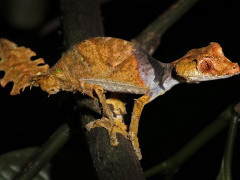 Satanic leaf-tailed gecko (uroplatus phantasti) in Madagascar