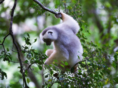 Silky sifaka in forest canopy in Marojejy National Park, Madagascar.