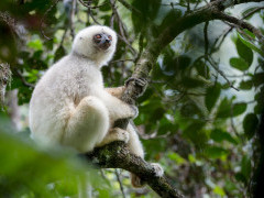 Silky sifaka in forest canopy in Marojejy National Park, Madagascar.