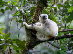 Silky sifaka in forest canopy in Marojejy National Park, Madagascar.