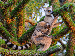 Ring-tailed lemur in Madagascar.