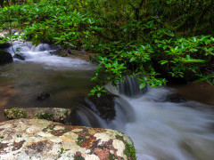 Stream in Ranomafana, Madagascar