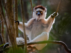 Verreaux's sifaka in Madagascar.