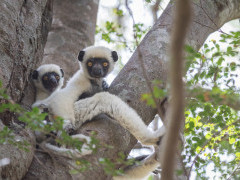 Von der Decken's sifaka in Madagascar