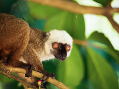 White-fronted brown lemur in Madagascar