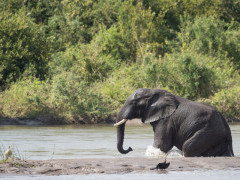 African elephant in Malawi