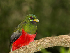 Narina trogon
