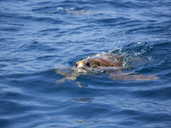 Hawksbill turtle in Mozambique