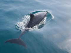 Bottlenose dolphin off the coast  the Bazaruto Archipelago, Mozambique