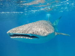 Whale shark in Mozambique