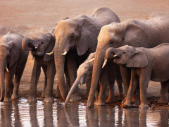 African elephants in Etosha National Park, Namibia