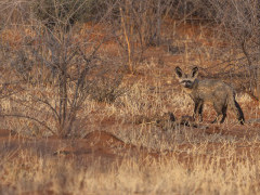 Bat-eared fox in Namibia.