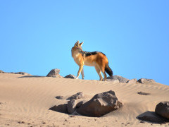Black-backed jackal in Namibia.
