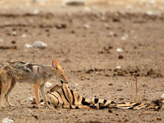 Black-backed jackal in Etosha National Park, Namibia.