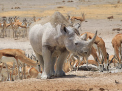 Black rhino and springbok in Etosha National Park, Namibia.