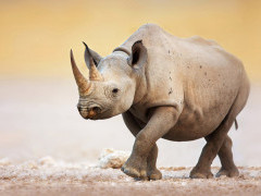 Black rhino in Etosha National Park