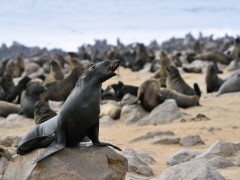 Cape fur seals at Cape Cross on the Skeleton Coast, Namibia