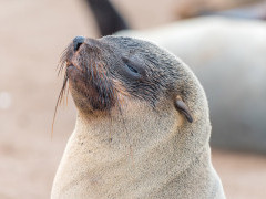 Cape fur seal in Namibia