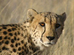 Cheetah at AfriCat Foundation in Namibia.