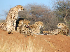 Cheetah at AfriCat Foundation in Namibia