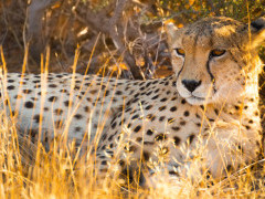 Cheetah in Etosha National Park, Namibia