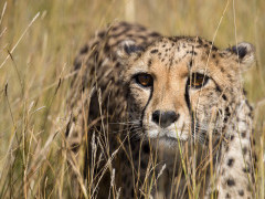 Cheetah in Namibia