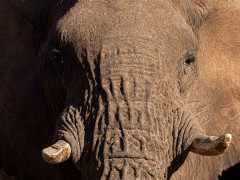 Desert-adapted elephant in Namibia.