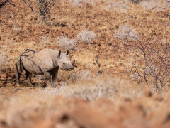 Desert-adapted rhino in Namibia.