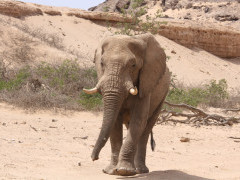 Desert elephant in Damaraland, Namibia.