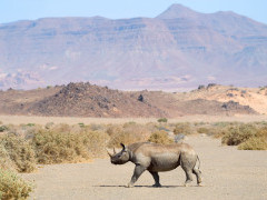 Black rhinoceros in Namibia.