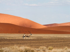 Gemsbok in Sossusvlei, Namibia