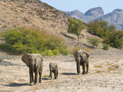 Desert elephant in Hoanib, Namibia