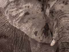 Elephant in Namibia.